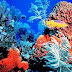 Εξαφάνιση των κοραλλιών μέχρι το 2050