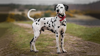 Top 10 cheapest dog breeds in India