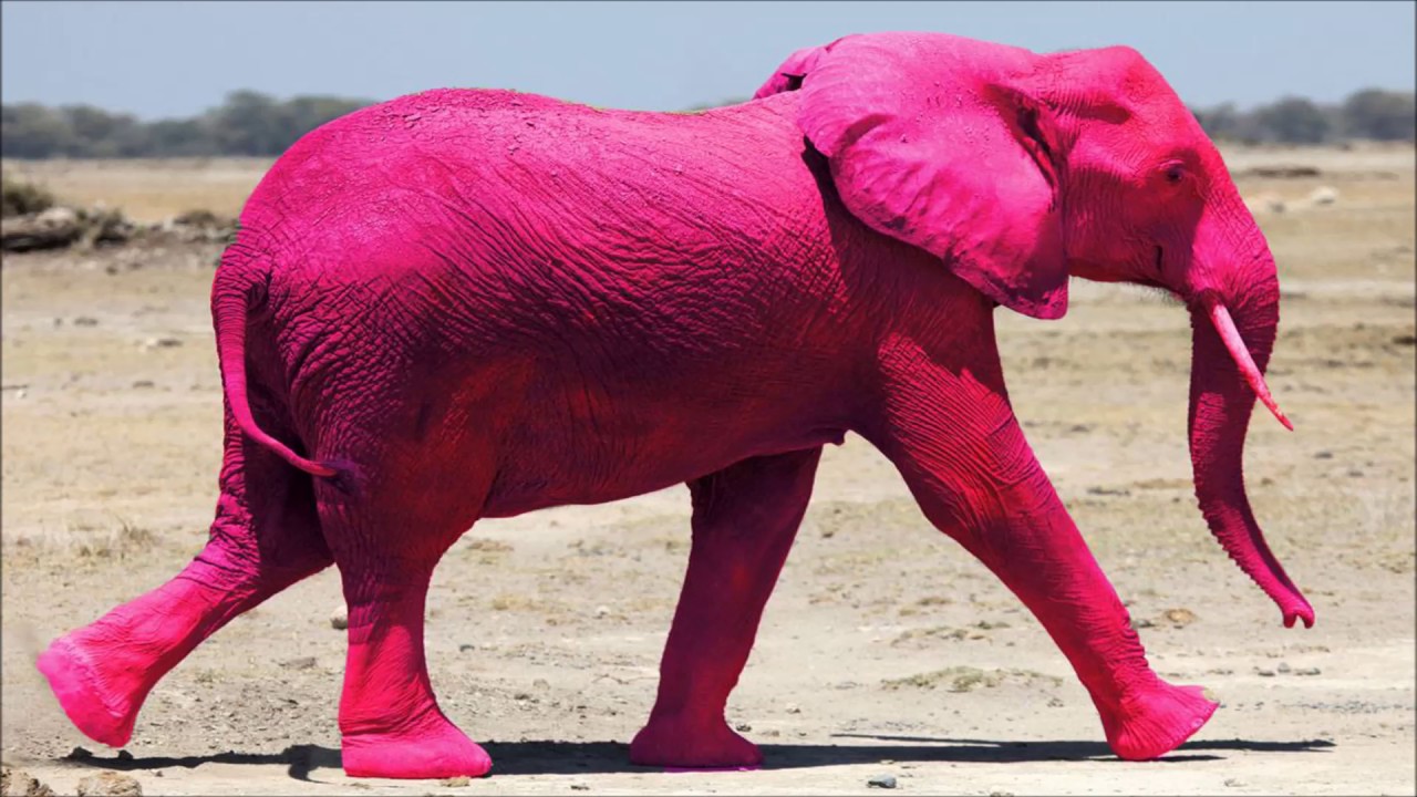 Видео про розовые. Пинк Элефант. Розовый слон. Розовый Слоник. Розовые слоны.