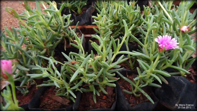 Meu Cantinho Verde: CACTO-MARGARIDA - ( Lampranthus productus )