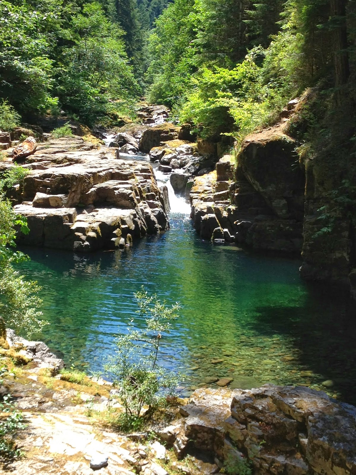 Dragonfly Meadow 404019 Adventuring Brice Creek Trail