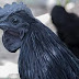 black chicken/ kadaknath/ kalimasi- A Chicken in Black