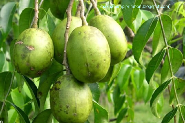 Makna Mimpi Melihat Buah Kedondong Makna Mimpi Melihat Buah Kedondong