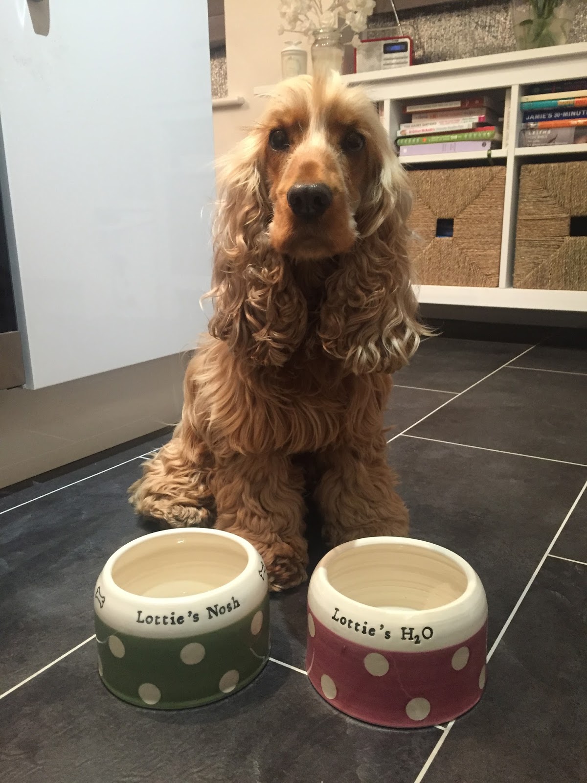 cocker spaniel bowls
