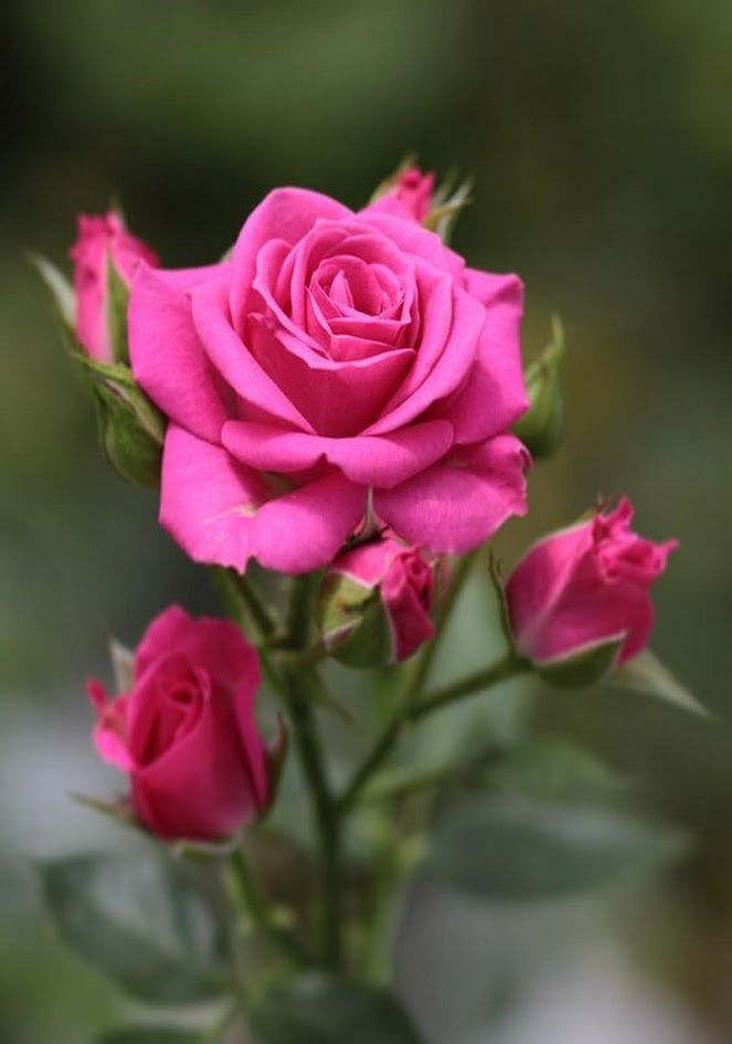 Las rosas y sus significados.