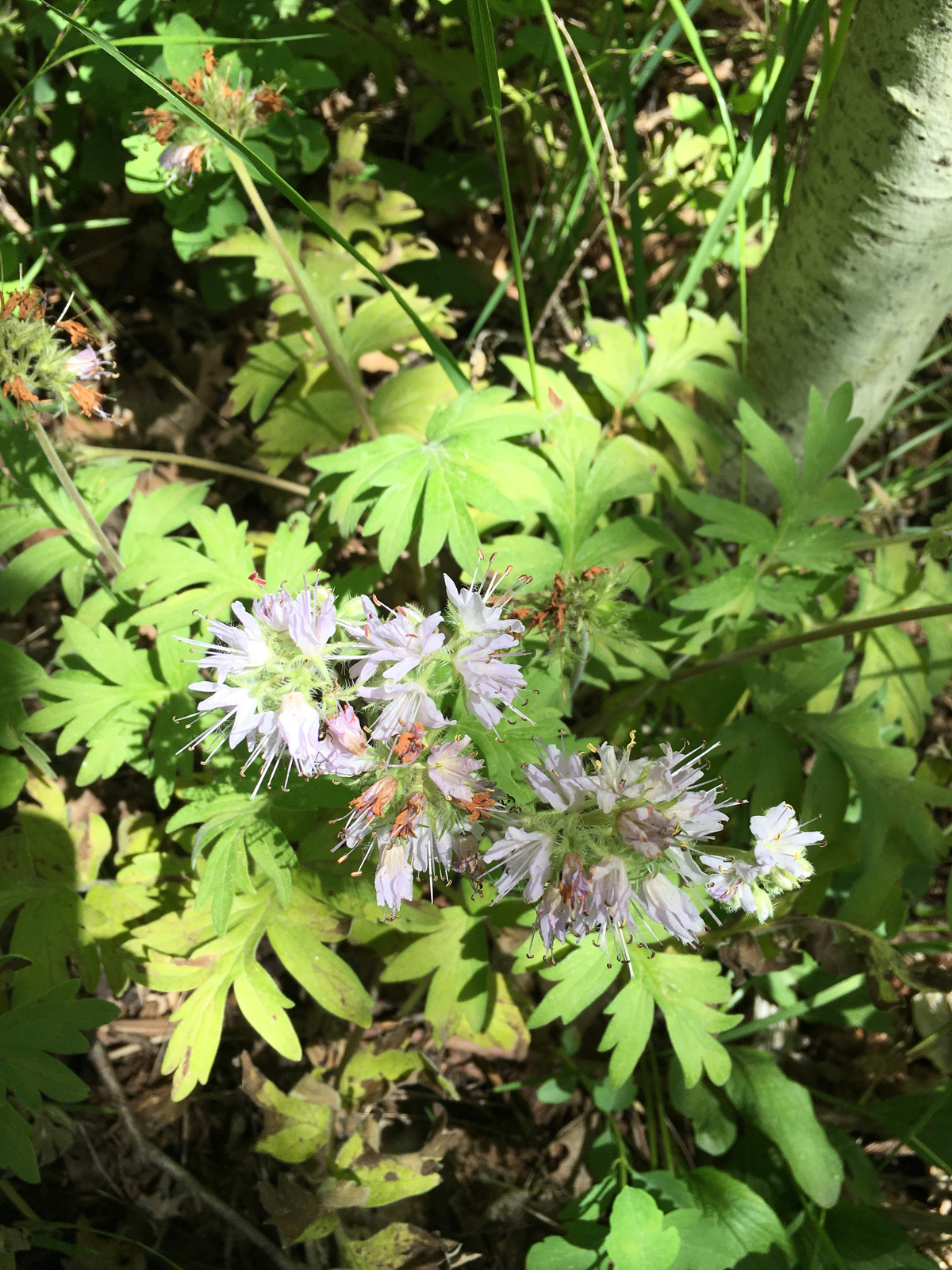 Mountain Edibles May 2016