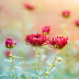 Flores Vermelhas