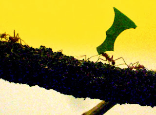 Leaf Cutter Ants HD Wallpapers, leaf cutter ants images,