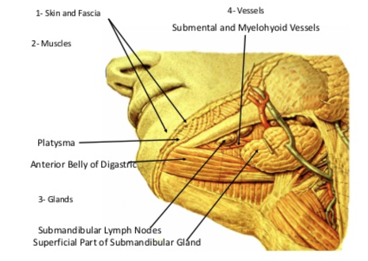 Human Anatomy Lessons: Submandibular Salivary Gland