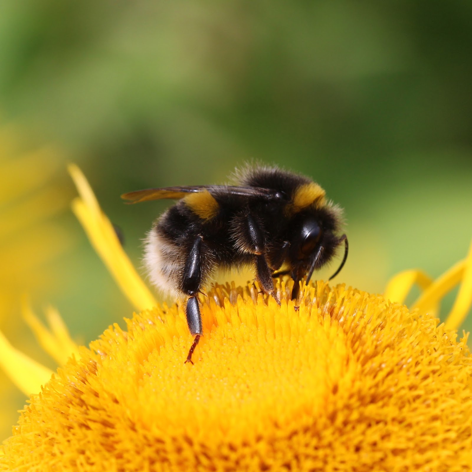 TrogTrogBlog Bumblebee pollen collection