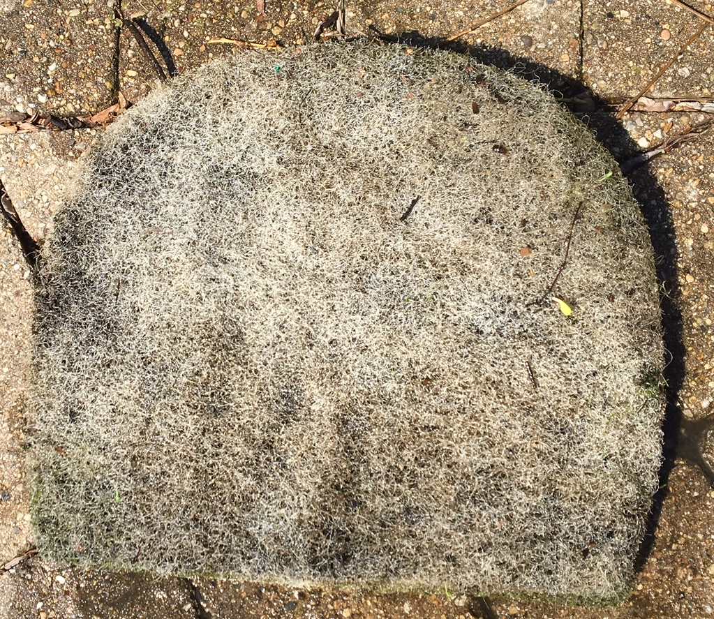 How often should you clean your pond filter? (And how!)