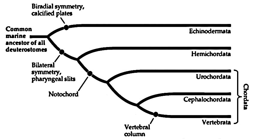 what is the basis of classification of protochordata