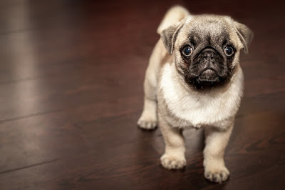 Small Dog Breeds In India