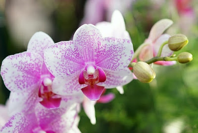Reprodução da orquídea phalaenopsis