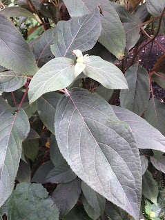 Menagerie Manor A Gardener S Diary 2019