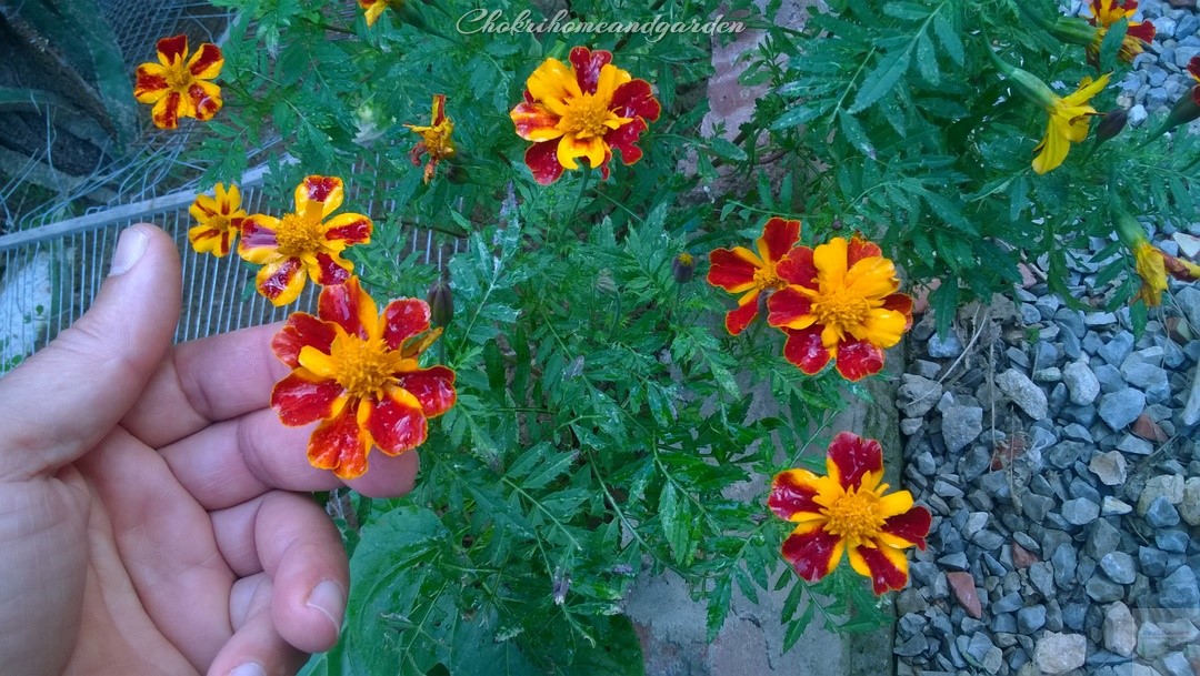 How to Collect Marigold Seeds