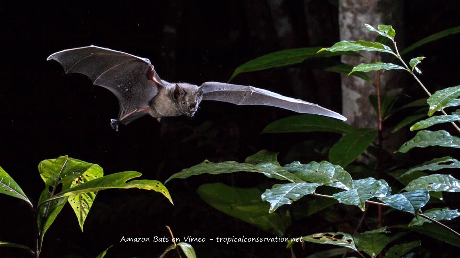Amazon Bats