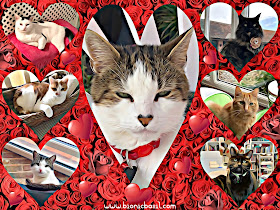 The B Teams Valentine's Selfies ©BionicBasil® Caturday Art