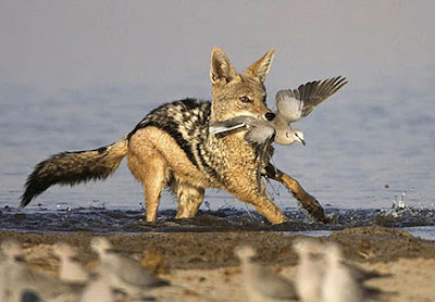 Jackal | The Life of Animals