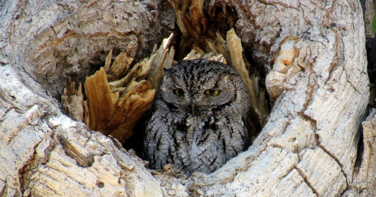 Western Screechowl