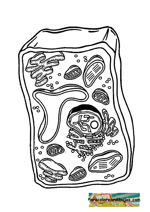Celula animal y vegetal para colorear
