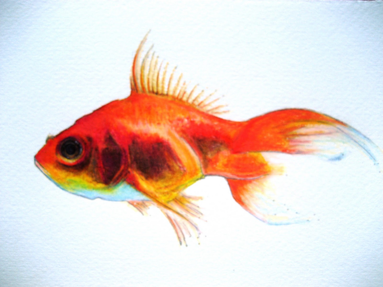 Золотая рыбка печать