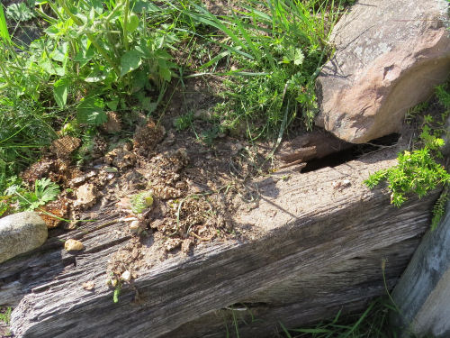 broken up yellow jacket nest