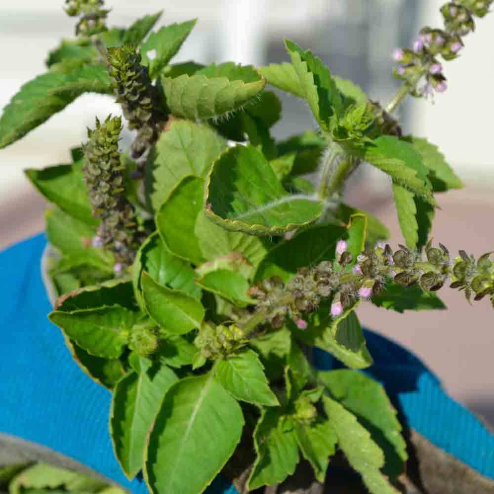 HOLY BASIL/TUSIL (Ocimum tenuiflorum or Ocimum sanctum) EFINRIN2