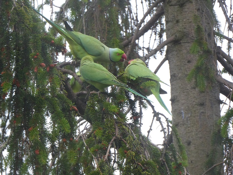 cavingliz noncave albums Parakeets eating young shoots on trees