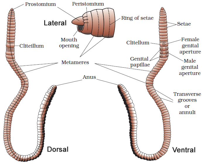 Welcome to the Living World: Structural Organisation In Animals - Notes |  Class 11 | Part 6: Earthworm - Morphology