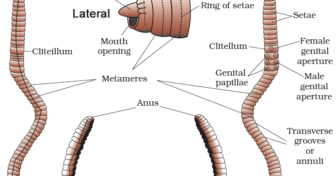 Welcome to the Living World: Structural Organisation In Animals - Notes