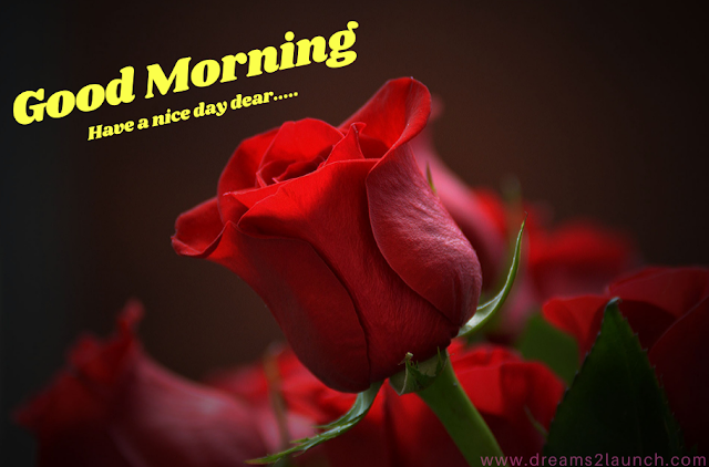 good morning rose image