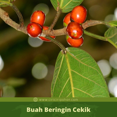 Ciri Ciri Buah Beringin Cekik