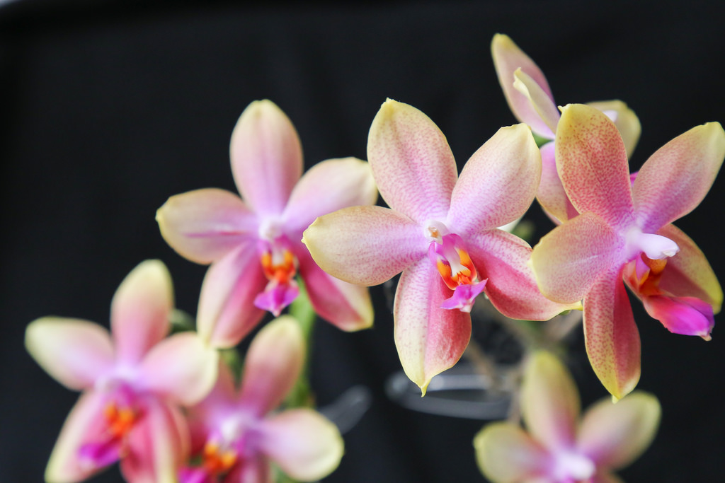 Grow and care Phalaenopsis orchid - Moth orchid | Travaldo's blog