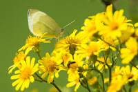 Wildlifefotografie Lippeaue