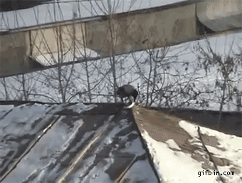 blackbird3.gif