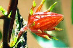 Rosella Flowers For Health Benefits