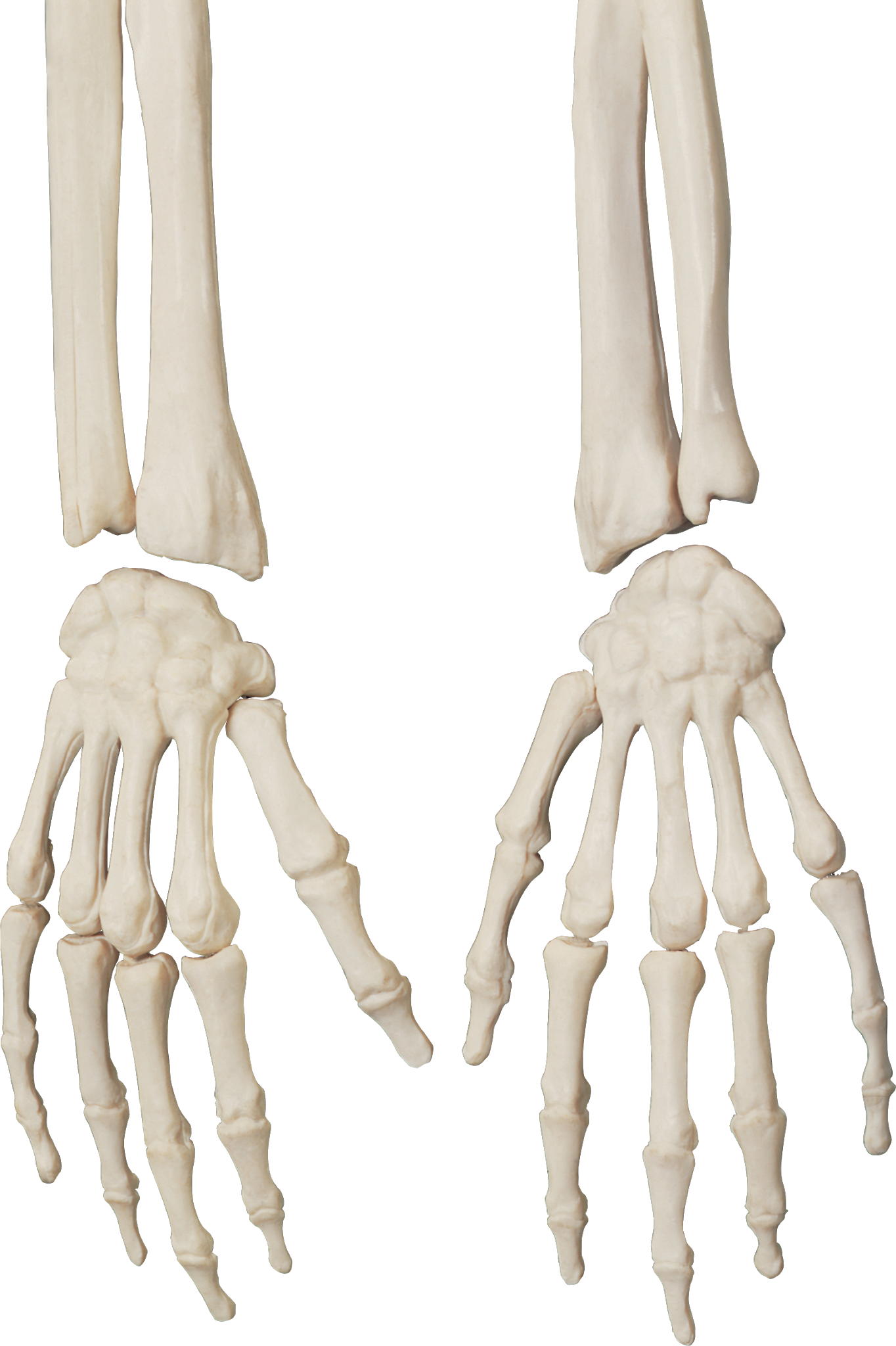 Кости руки. Скелет руки человека. Кость руки. Человеческая рука кости. Скелет запястья человека