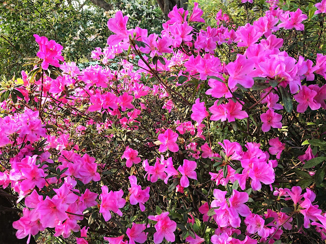 訊號山花園