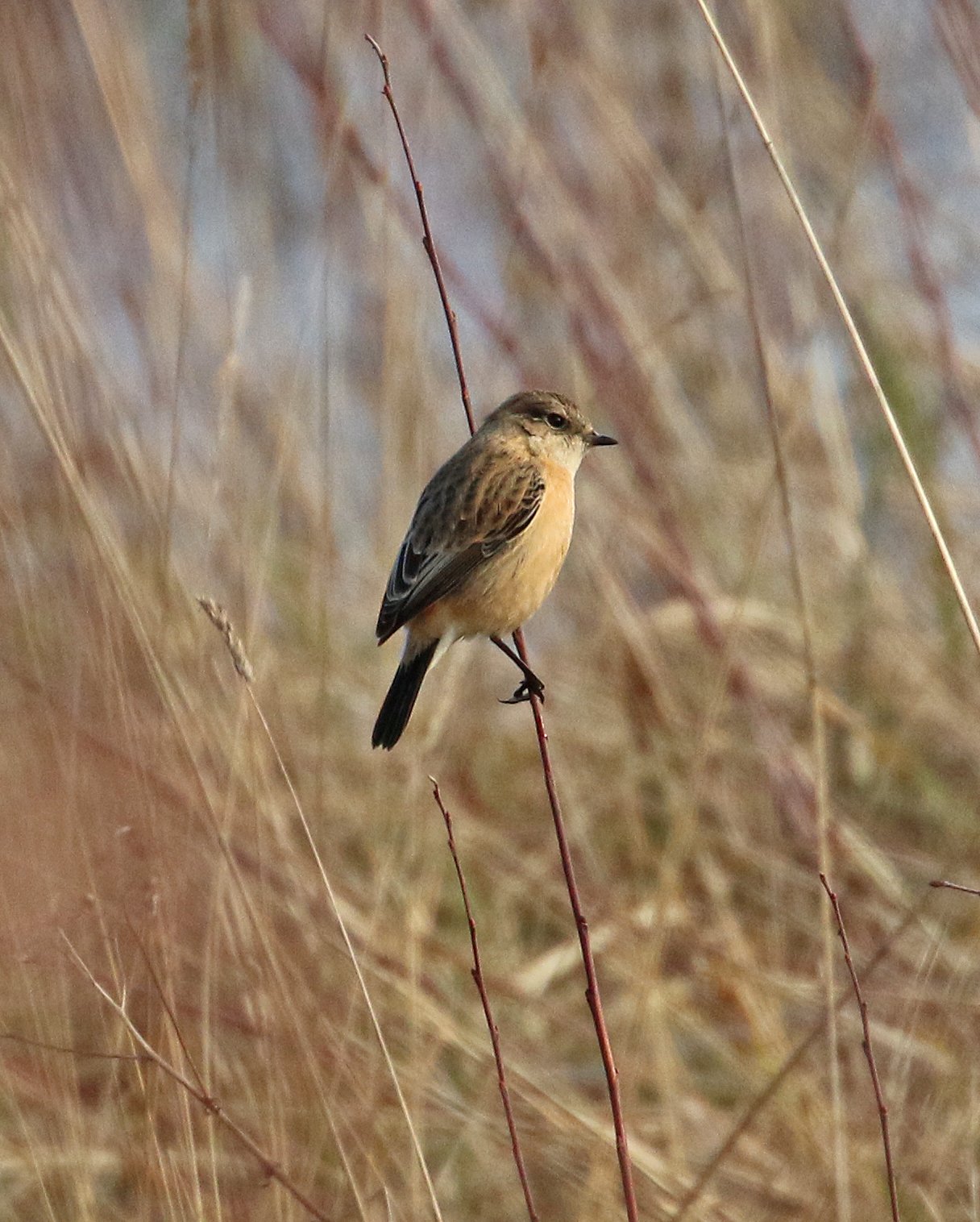 SIBERIAN STONECHAT-ASHTON'S FLASH-NORTHWICH-27TH DECEMBER 2019