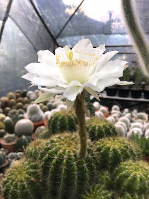 ดอกกระบองเพชร ดาวล้อมเดือน (Echinopsis calochlora) Cactus Flower