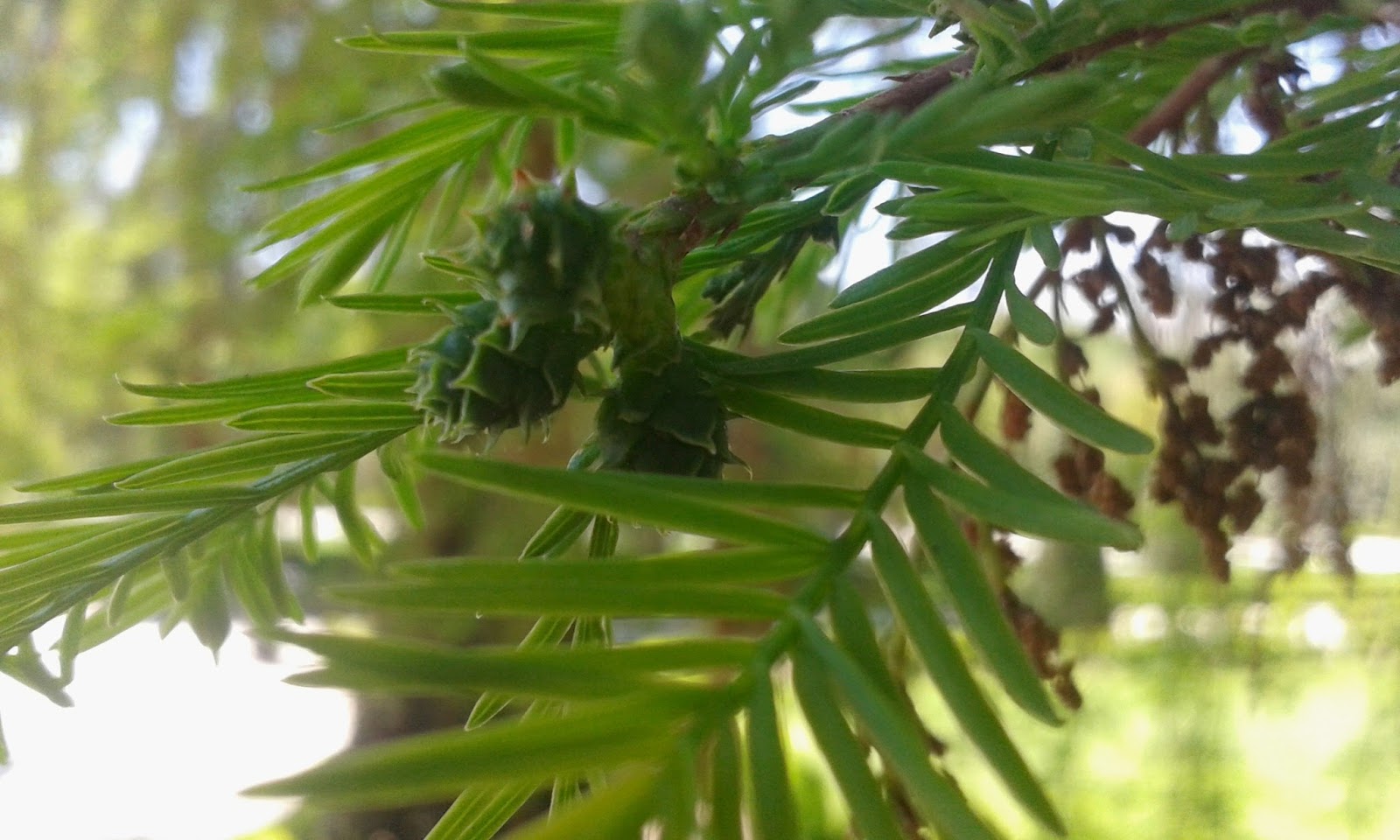 Mad Hatter MADRID Y LOS ÁRBOLES