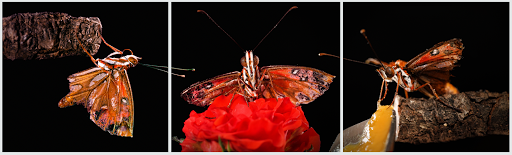 Qin the butterfly with short wings in various poses