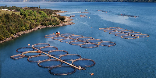 Şili'ye doğru büyüme, balık yemi standartları ve sektörünün geleceği:
Mr. Aquaculture anlatıyor [Bölüm 3]
