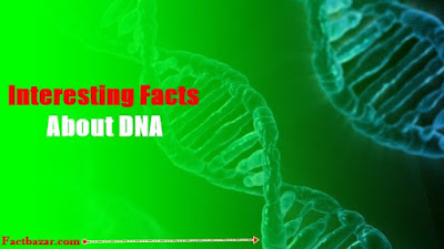 facts about dna,Science Facts,dna facts interesting,interesting fact about dna,interesting fact,interesting facts about dna,amazing facts about dna,interesting facts,facts,