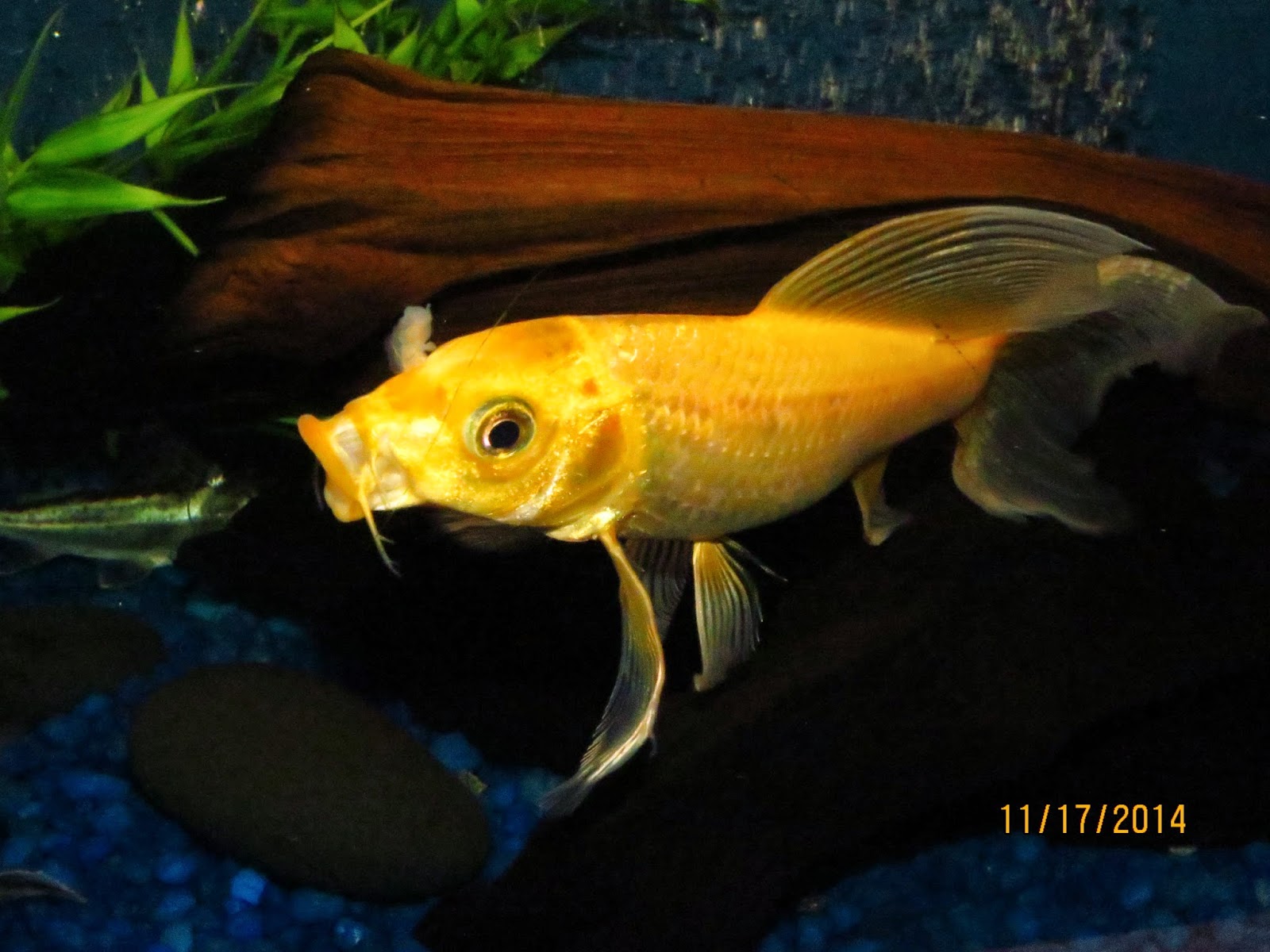 Animals In the Shadows: Cyclops