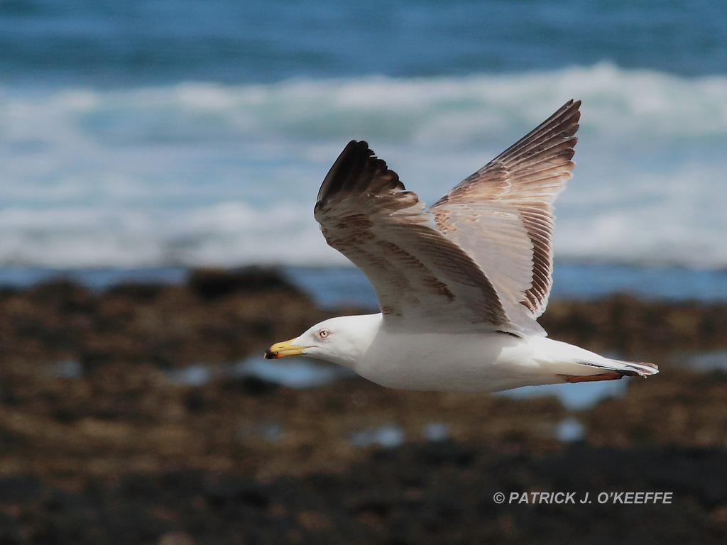 Raw Birds: YELLOW LEGGED GULL (Larus michahellis subspecies L .m ...