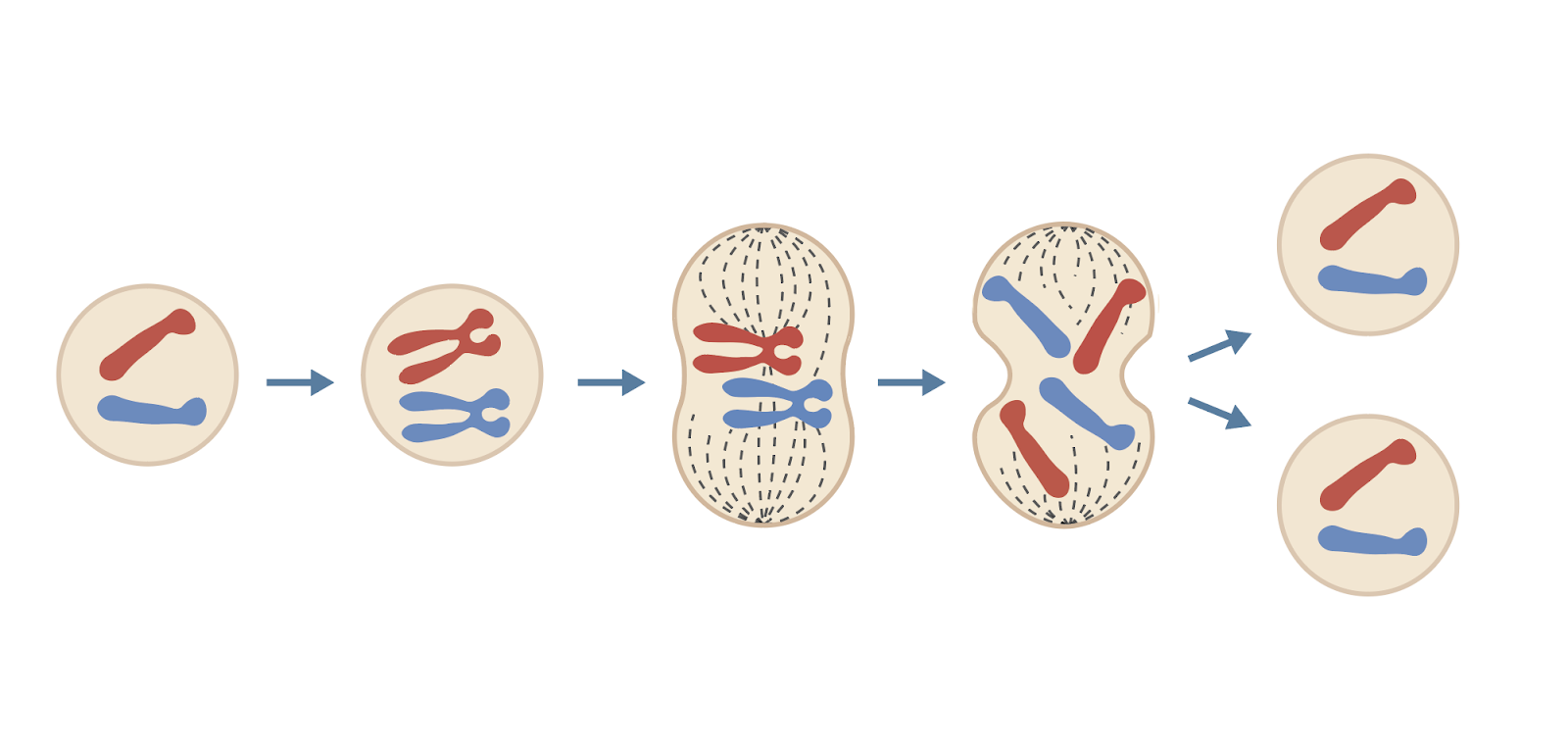 IGCSE Biology 2017 3.32 Know that in Human Cells the Diploid Number