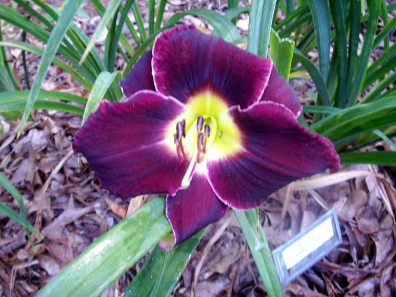 Ambrosia Flowers Flowers