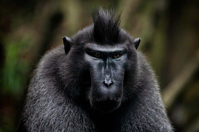 celebes crested macaque